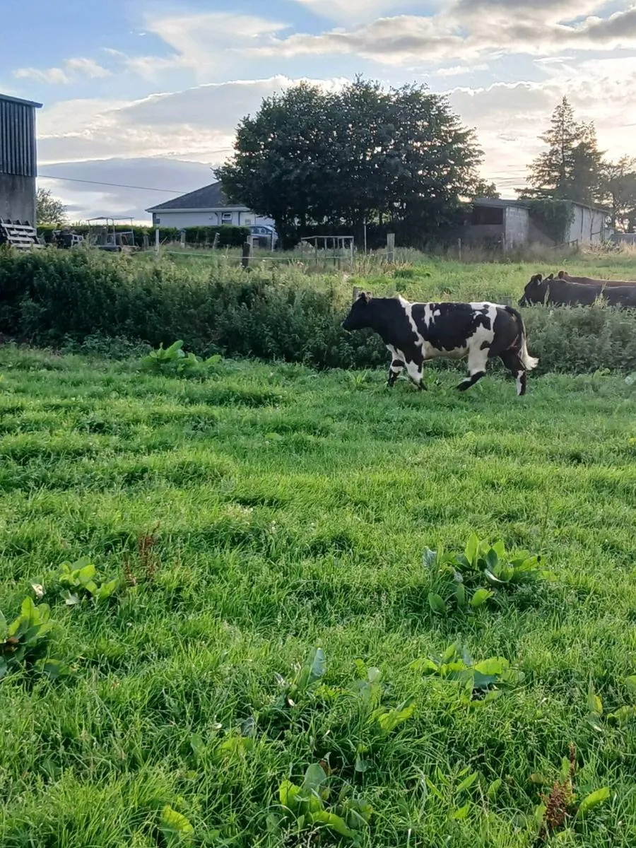 🔥🔥🔥SHOW QUALITY HEIFER🔥🔥🔥 - Image 4