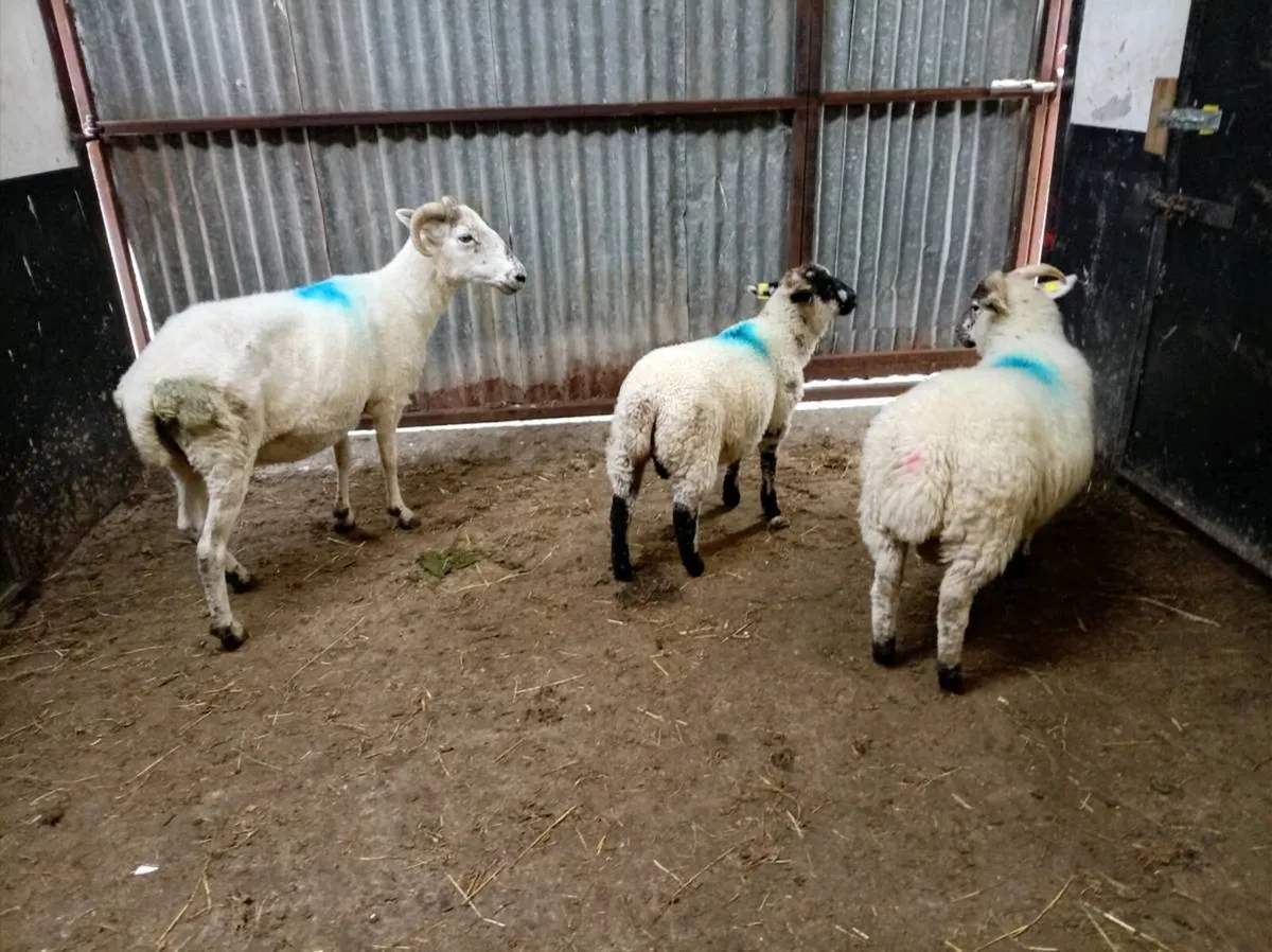 EWE  AND LAMBS AT FOOT
