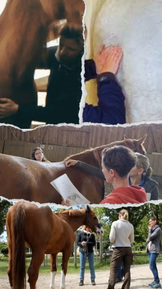 Equine Acupressure & Massage | 7 November 2026 - Image 2