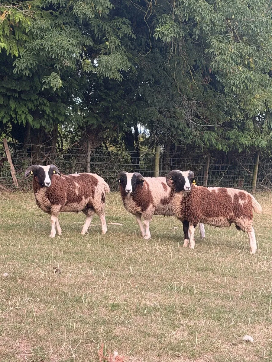 Jacob Ram lambs - Image 1