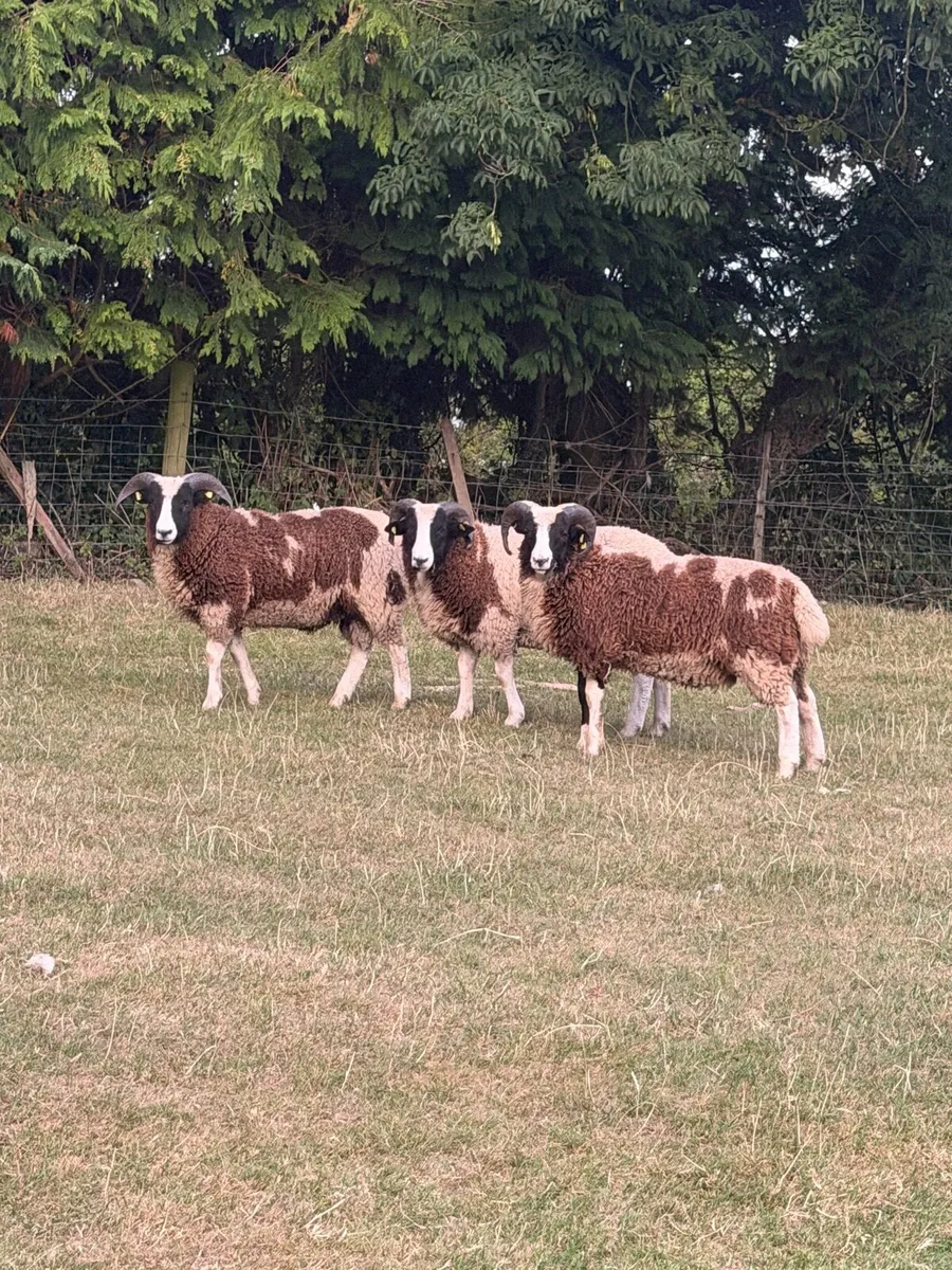 Jacob Ram lambs - Image 2