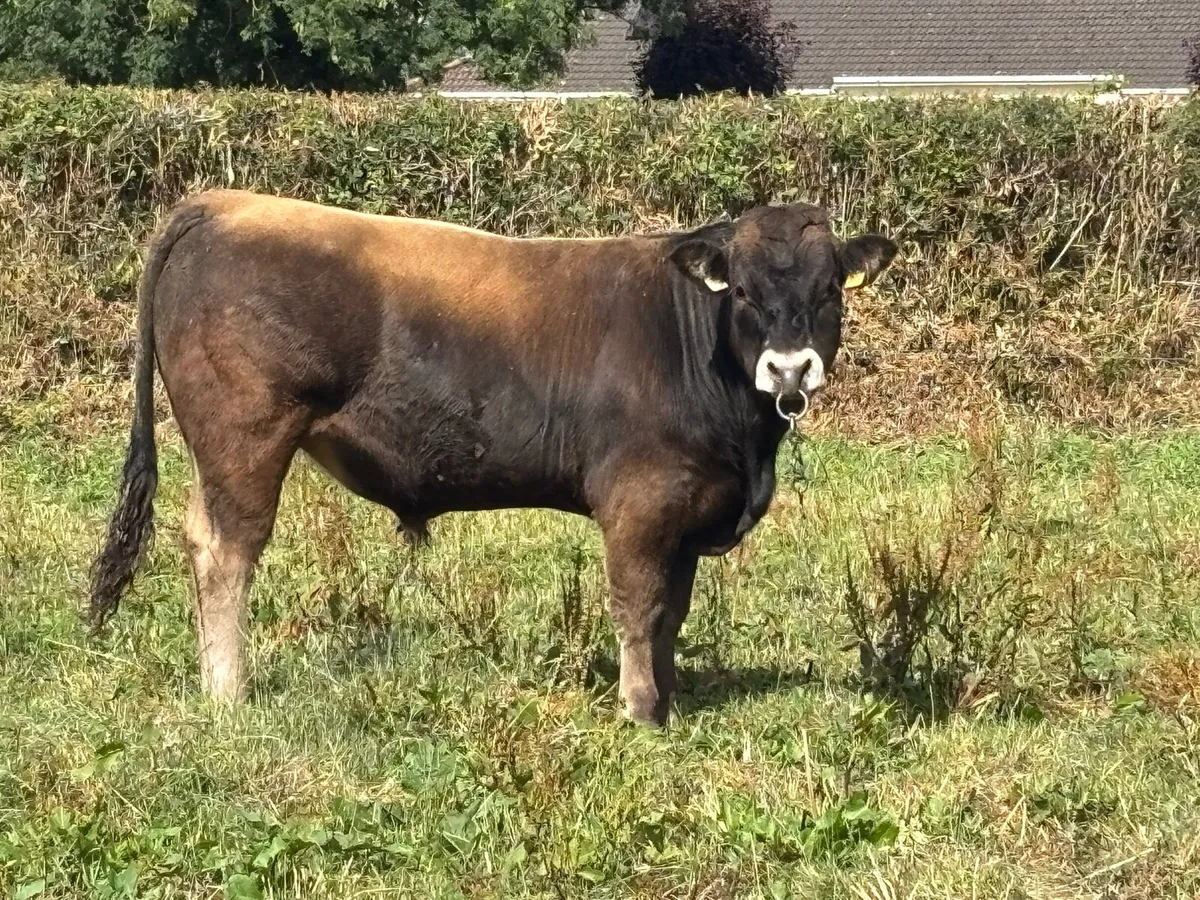 Bull