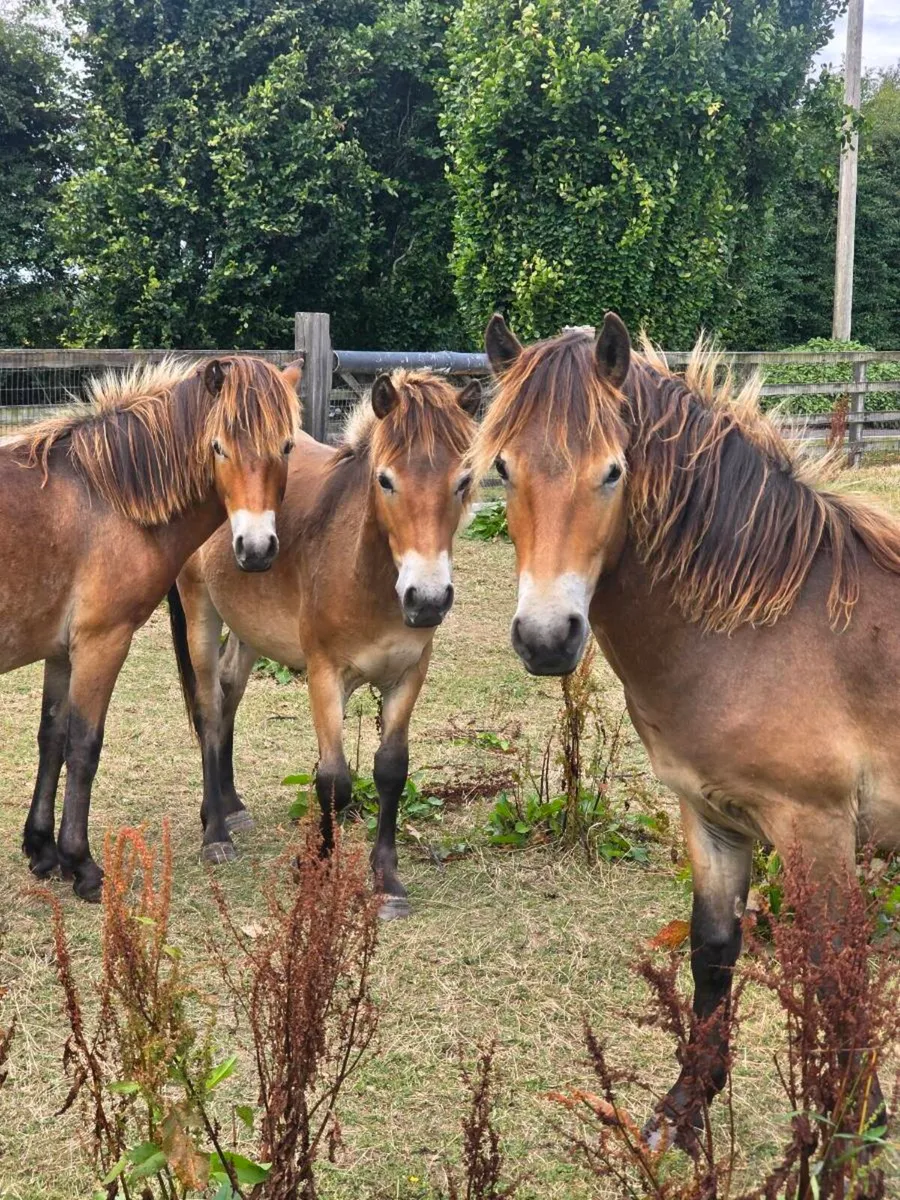 Rare breed Exmoor ponies - Image 1