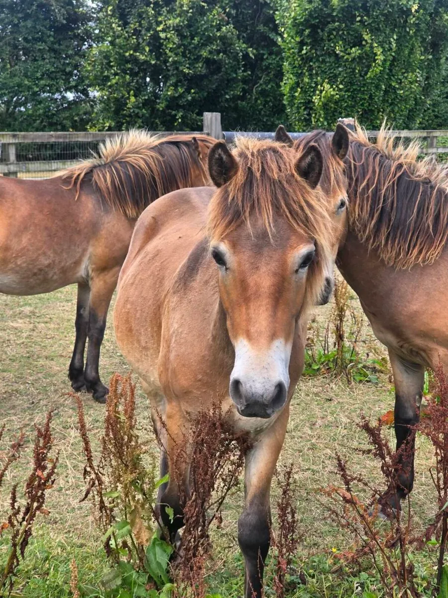 Rare breed Exmoor ponies - Image 2