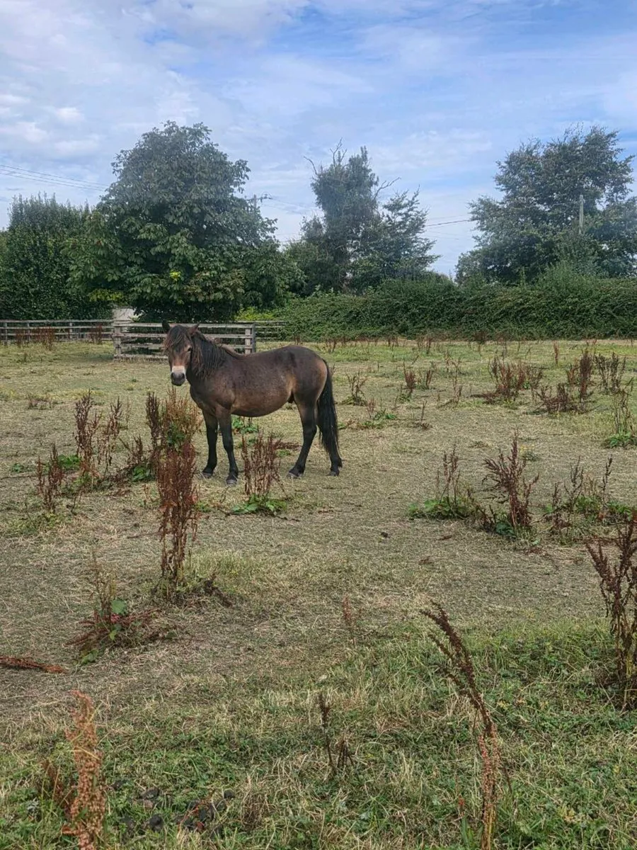 Rare breed Exmoor ponies - Image 4