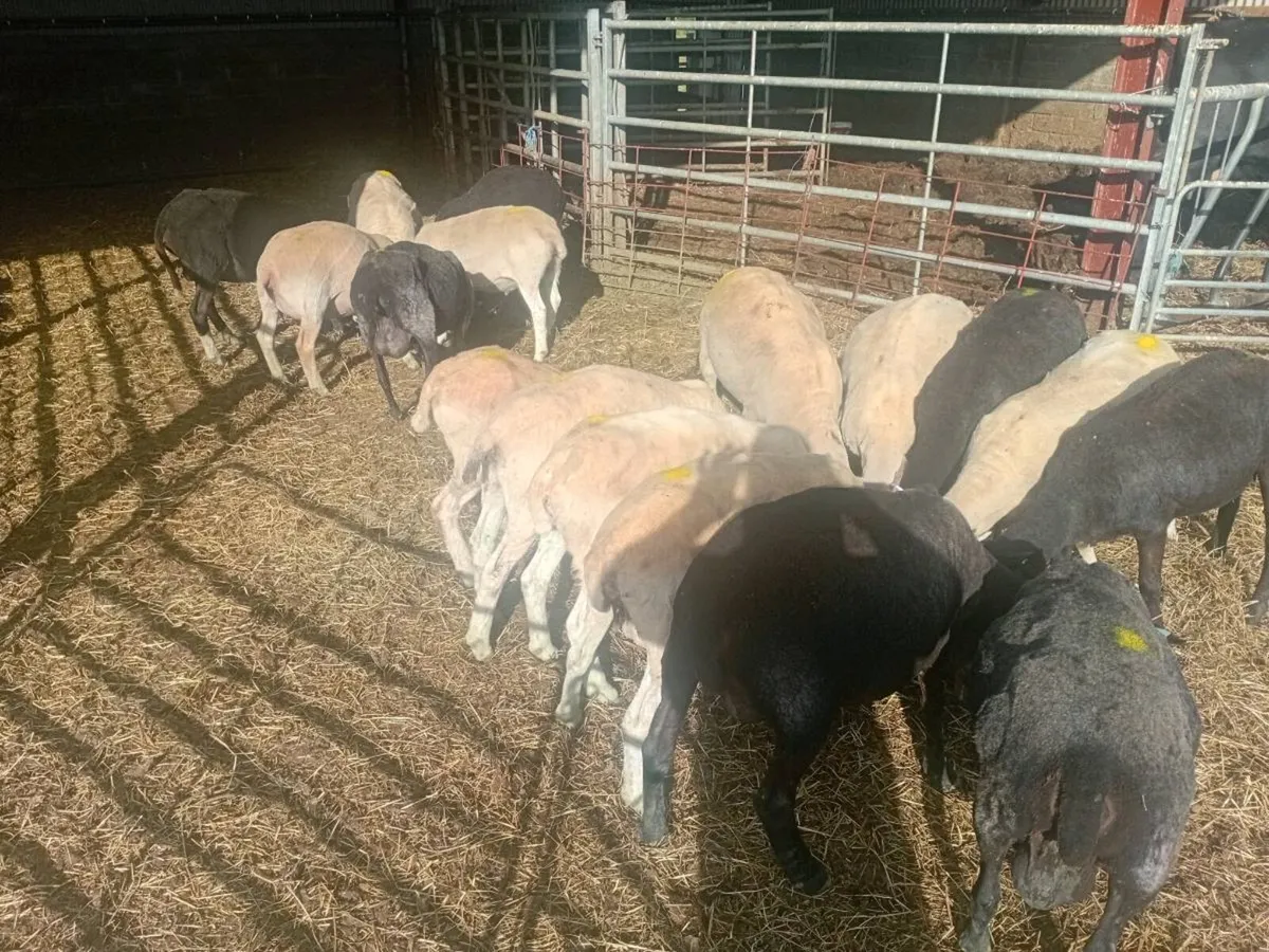 Cull ewes - Image 1