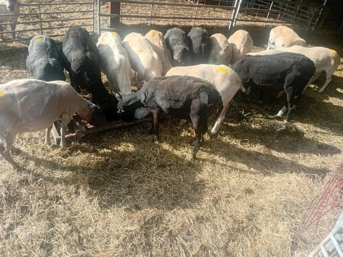 Cull ewes - Image 2