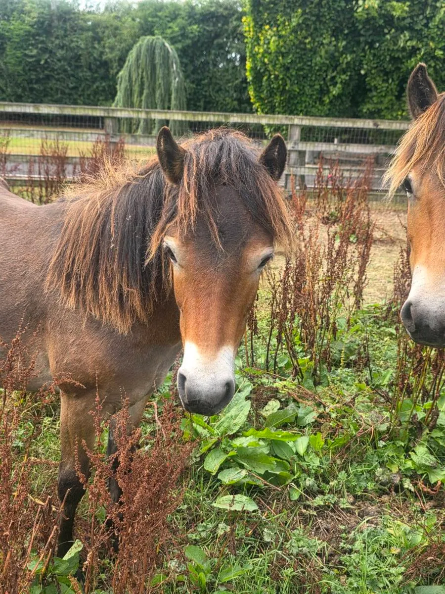 Rare breed Exmoor ponies - Image 3