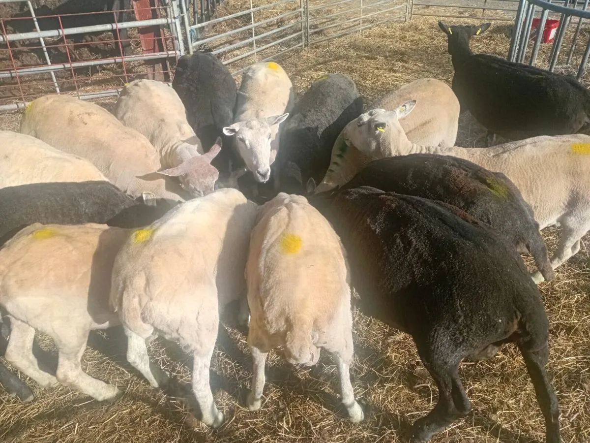 Cull ewes - Image 3