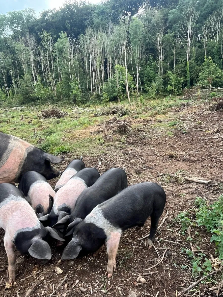 Pigs - Image 4