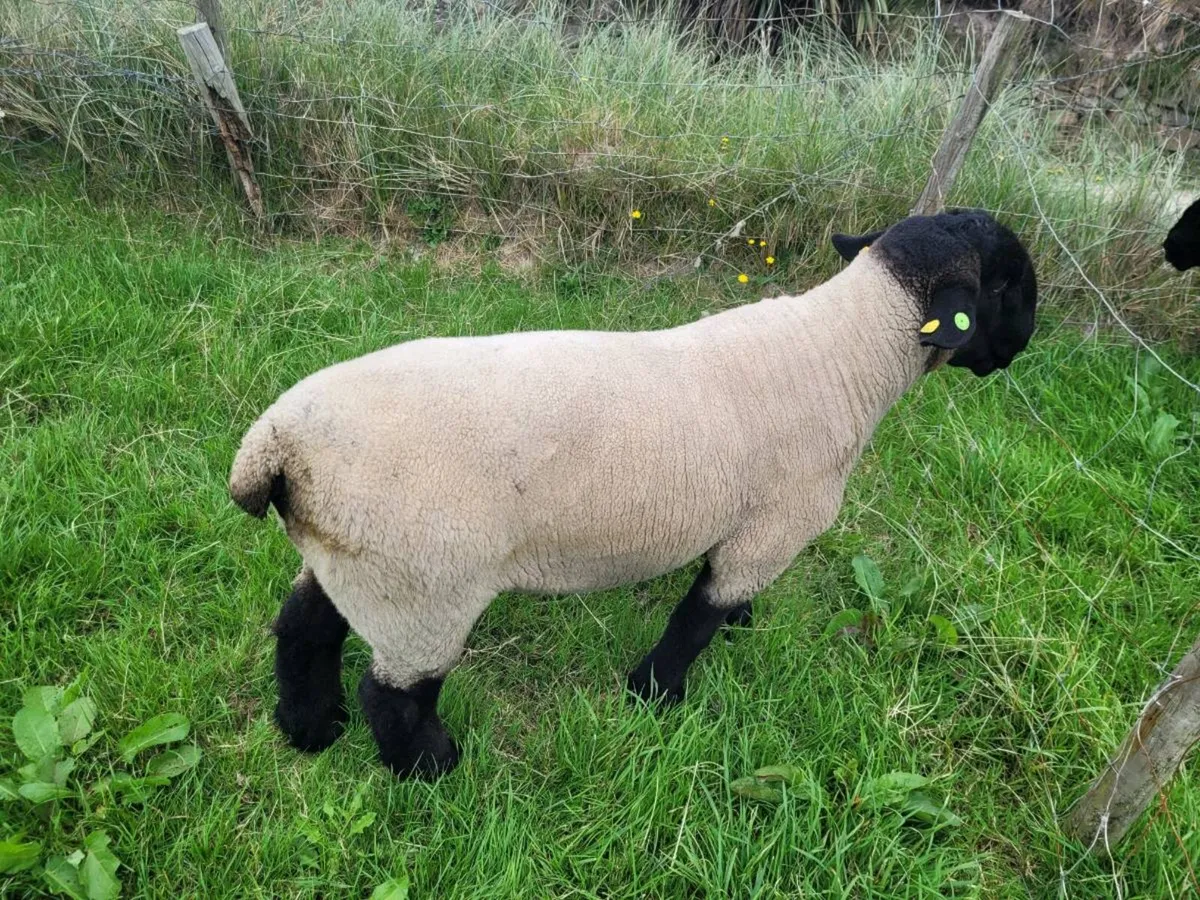 3 year old Suffolk Ram - Image 2