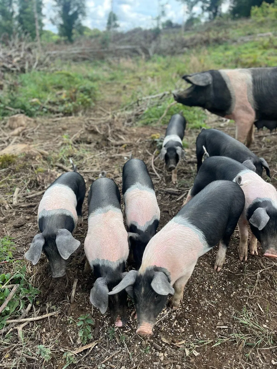 Pigs - Image 1