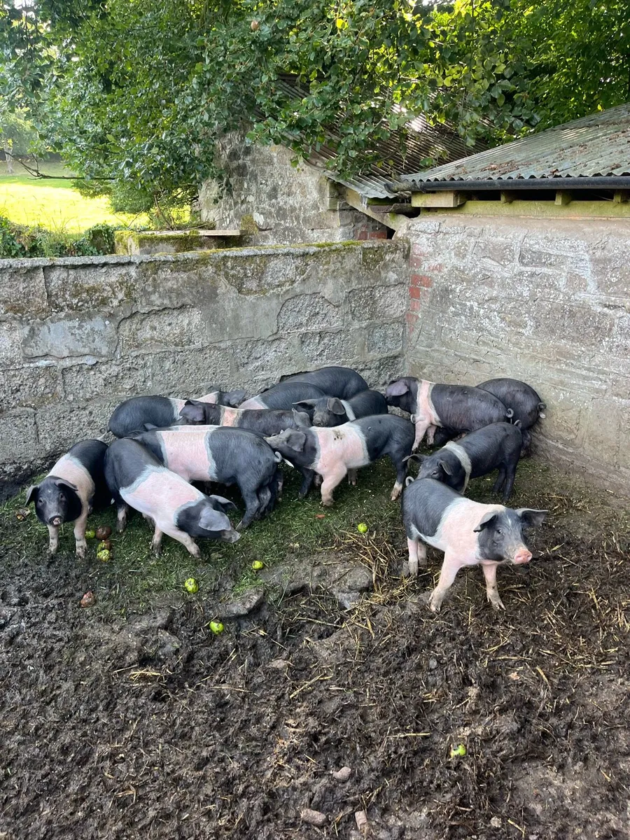 Pigs - Image 2