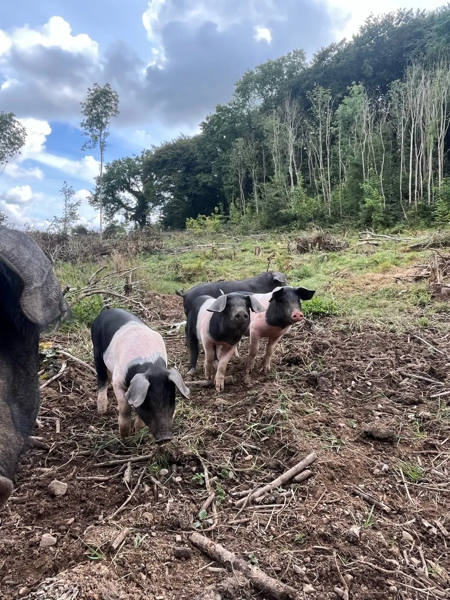 Pigs - Image 3