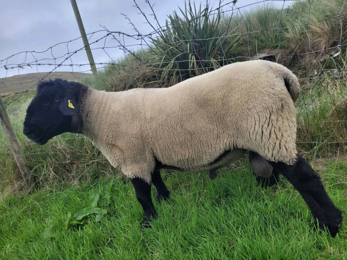 3 year old Suffolk Ram - Image 3