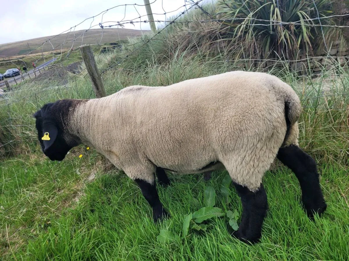 3 year old Suffolk Ram - Image 4