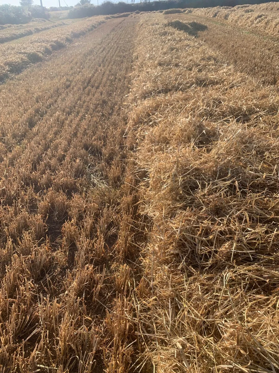 Square bales barley straw - Image 1