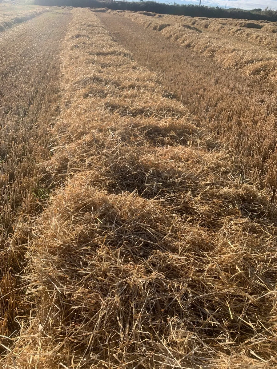 Square bales barley straw - Image 2