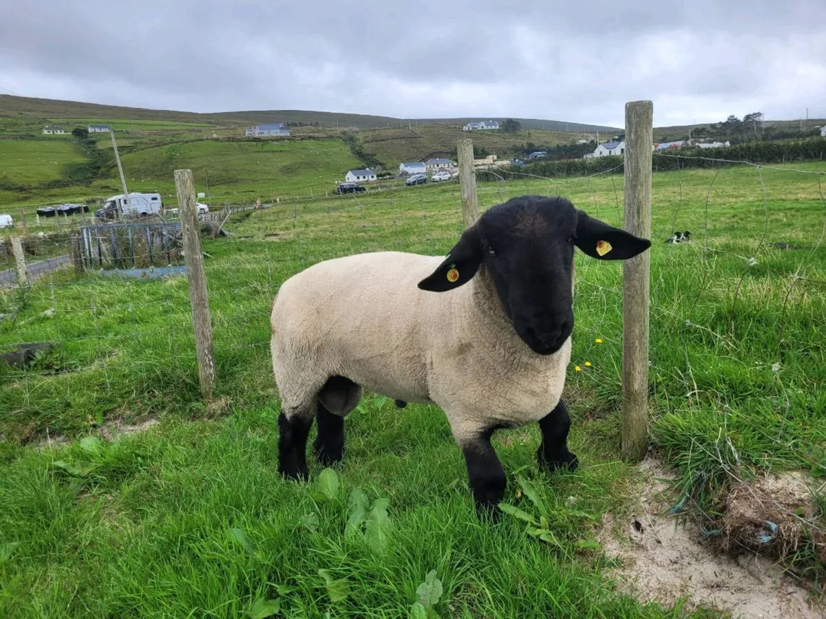 Hogget Suffolk Ram - Image 1