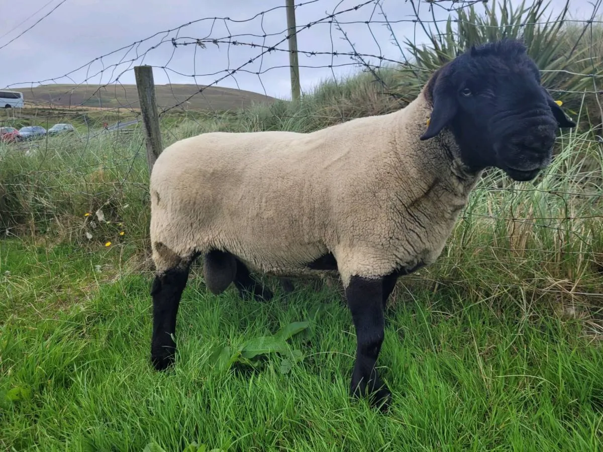 Hogget Suffolk Ram - Image 2