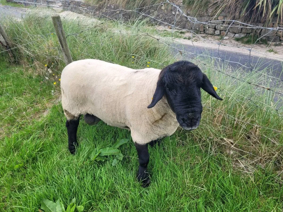 Hogget Suffolk Ram - Image 3