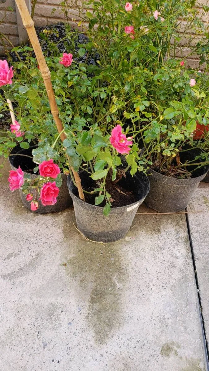 Roses Carpet pink. - Image 2