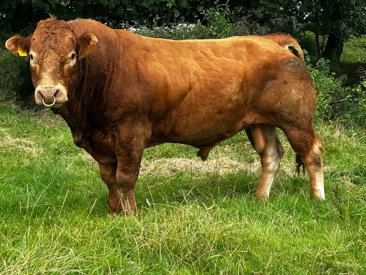 Super 4 Star Limousin Bull - Image 2
