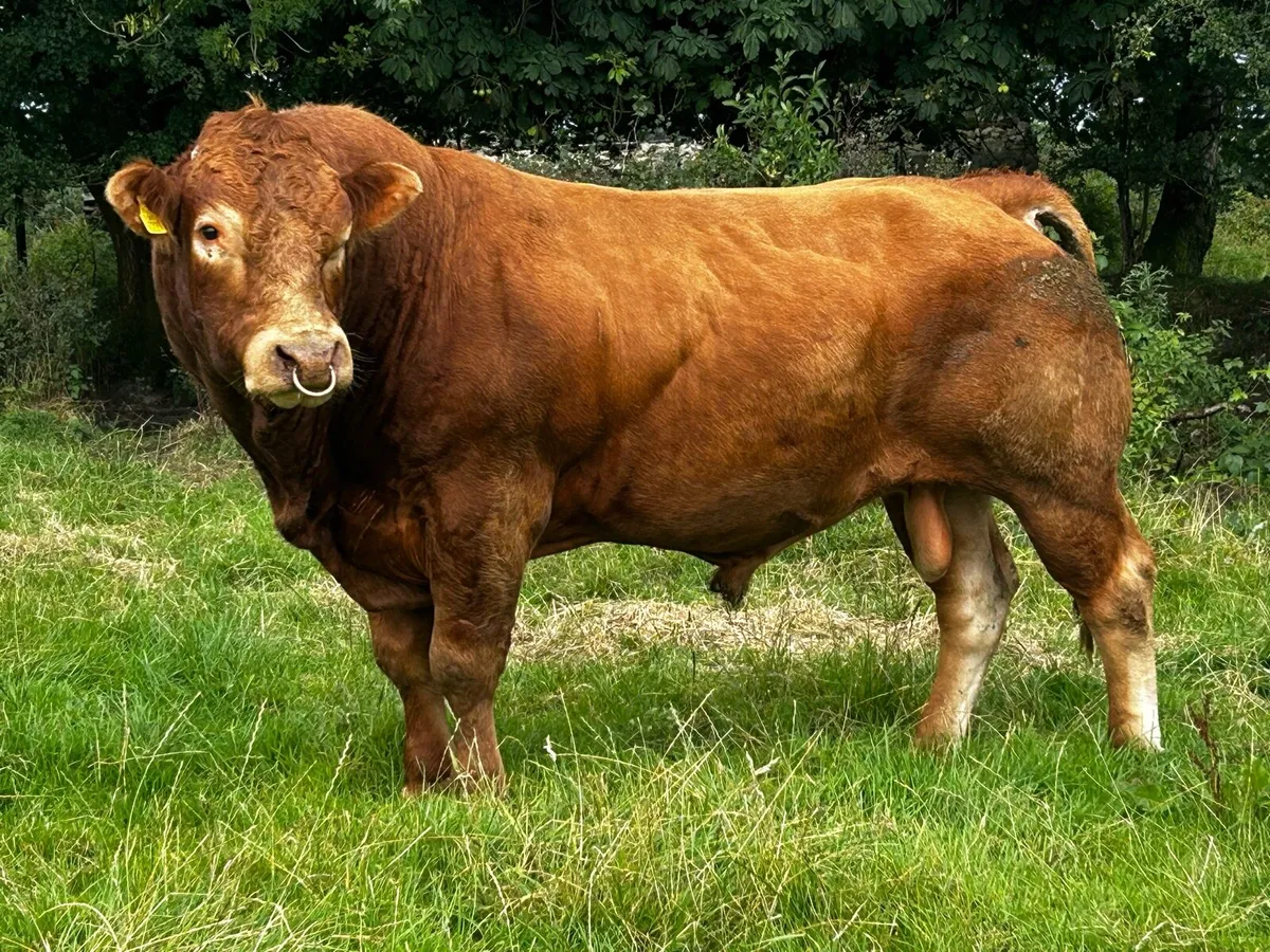 Super 4 Star Limousin Bull - Image 3