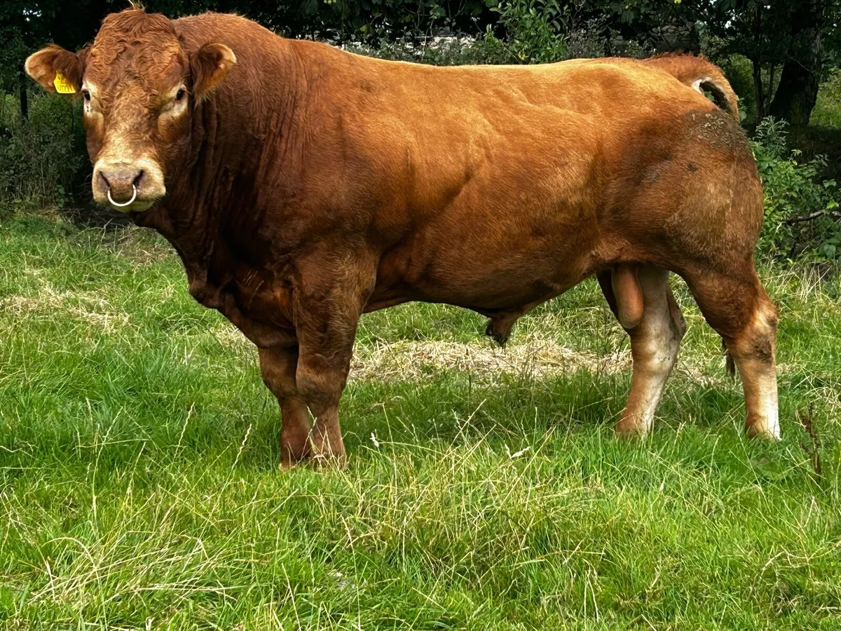 Super 4 Star Limousin Bull - Image 4