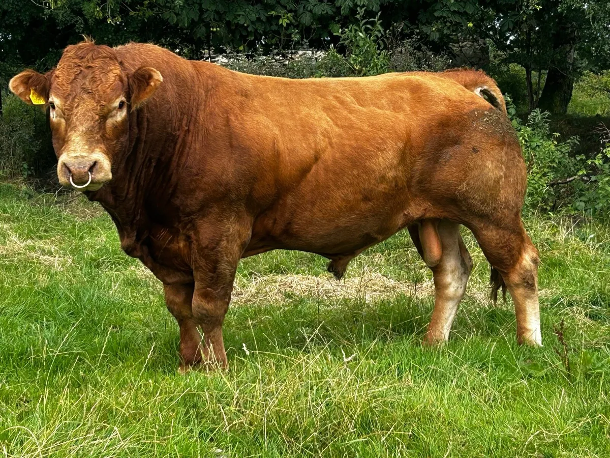 Super 4 Star Limousin Bull - Image 1