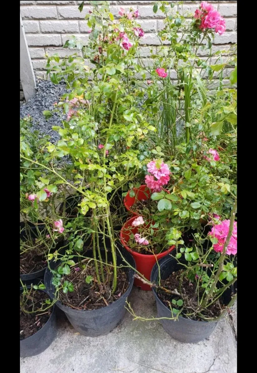 Roses Carpet pink. - Image 3