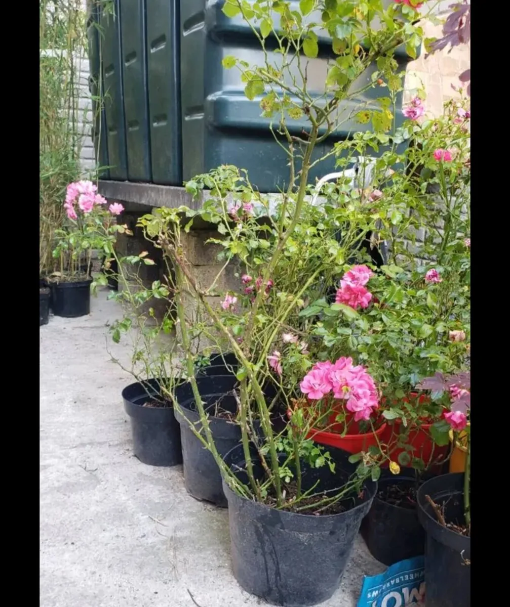 Roses Carpet pink. - Image 4