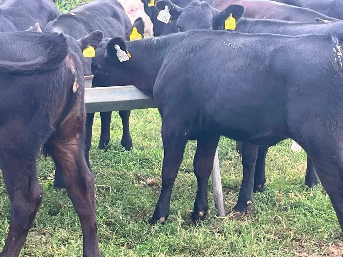Reared Calves - Image 4