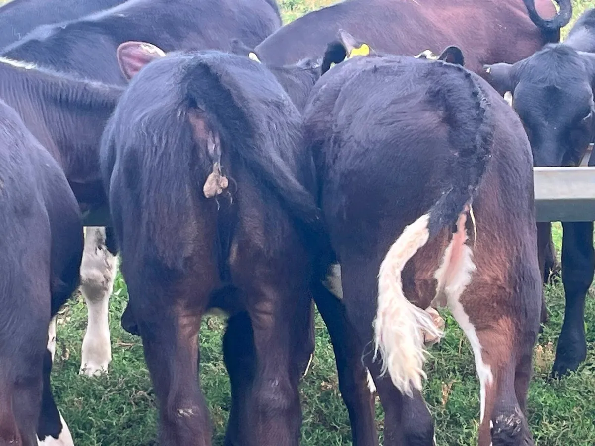 Reared Calves - Image 2