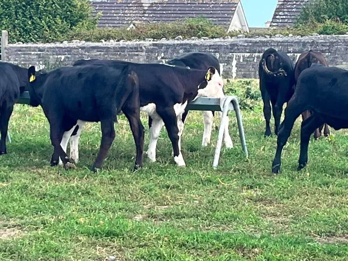 Reared Calves - Image 3