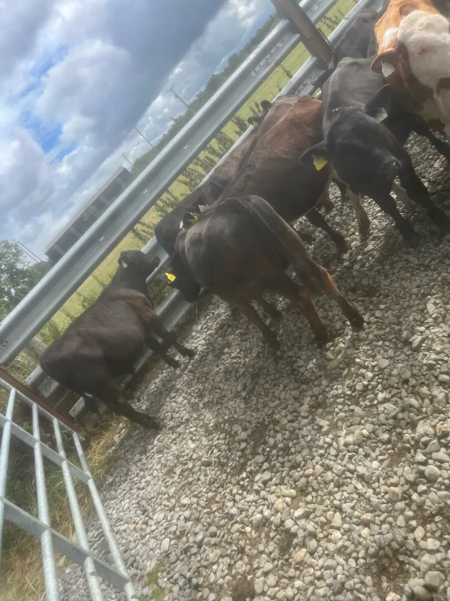 14 Angus bulls - Image 1