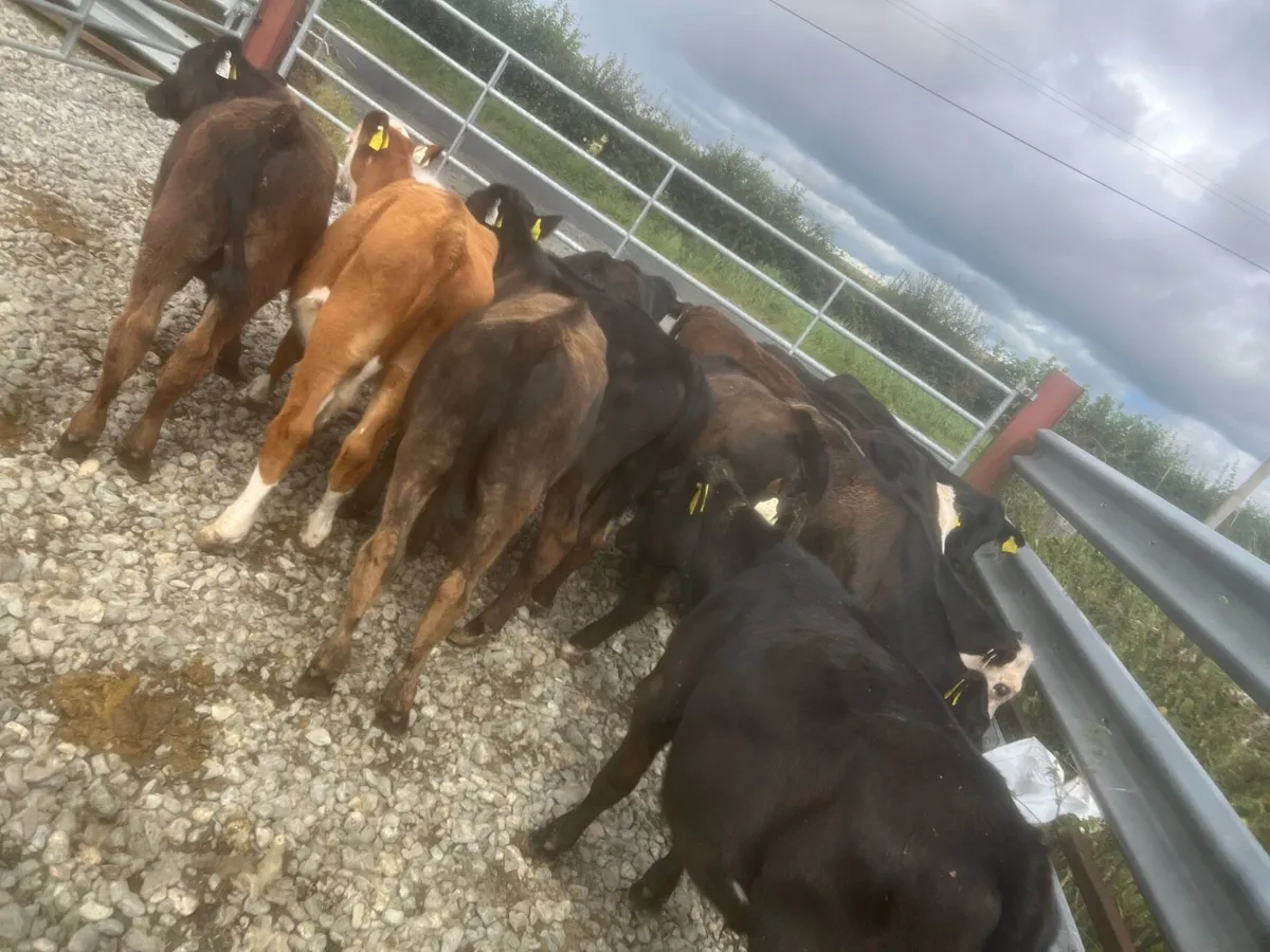 14 Angus bulls - Image 2