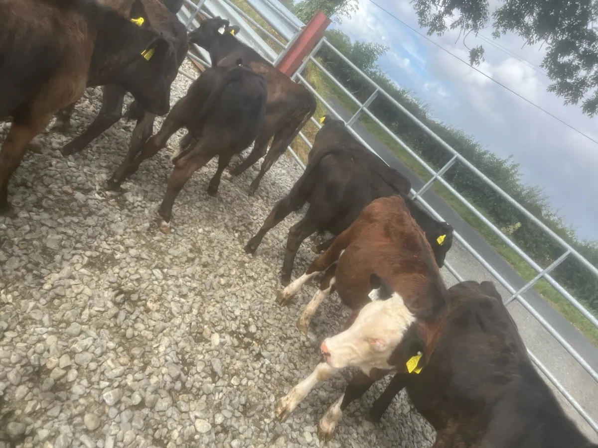 14 Angus bulls - Image 3