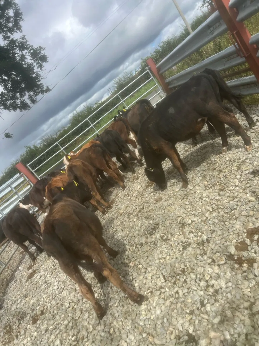 14 Angus bulls - Image 4