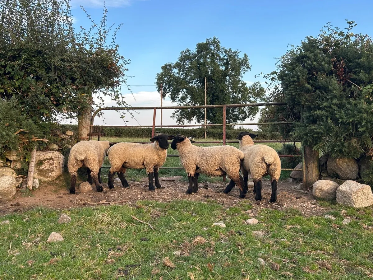 PB Suffolk Ewe Lambs - Image 1