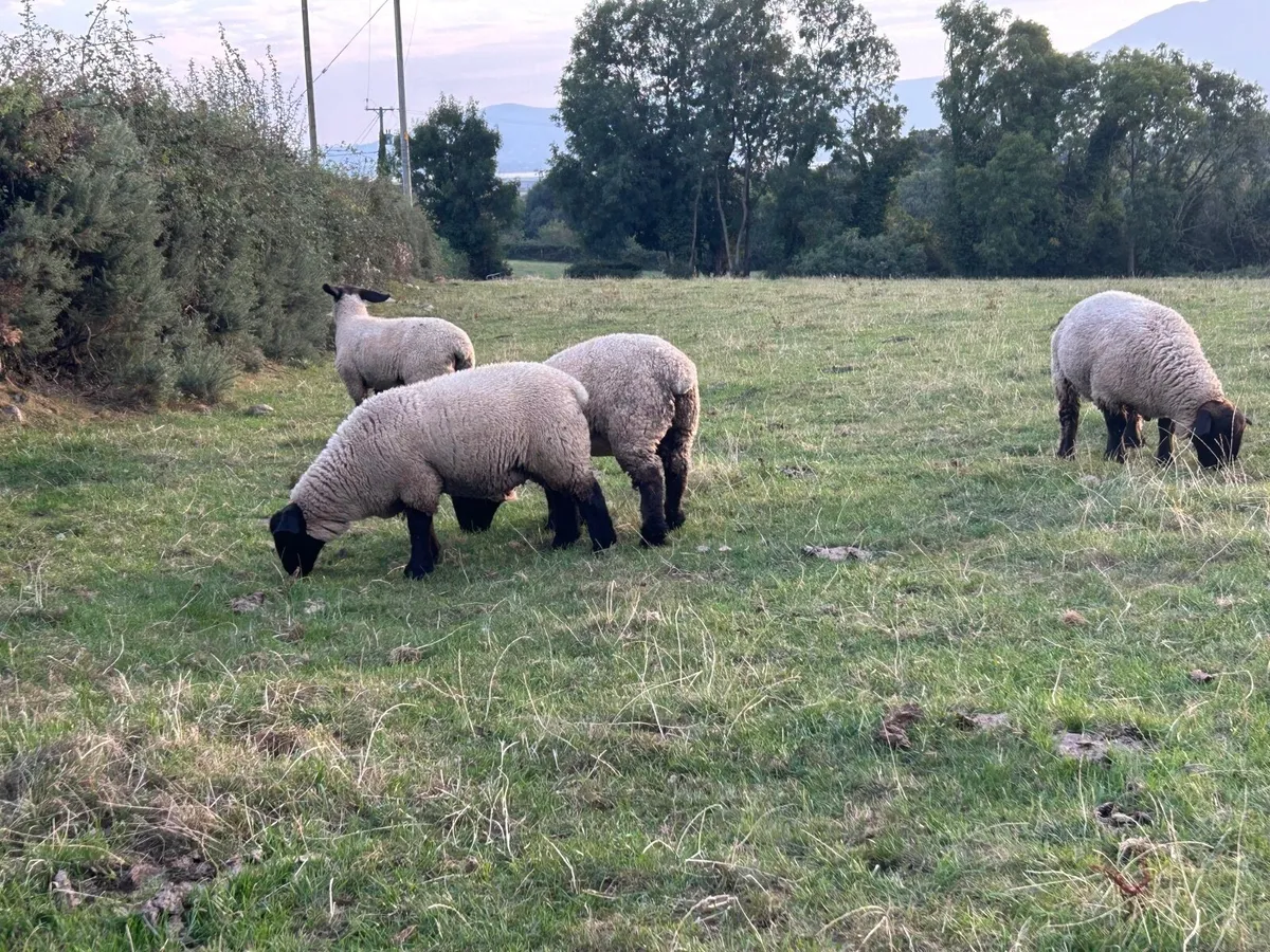 PB Suffolk Ewe Lambs - Image 2