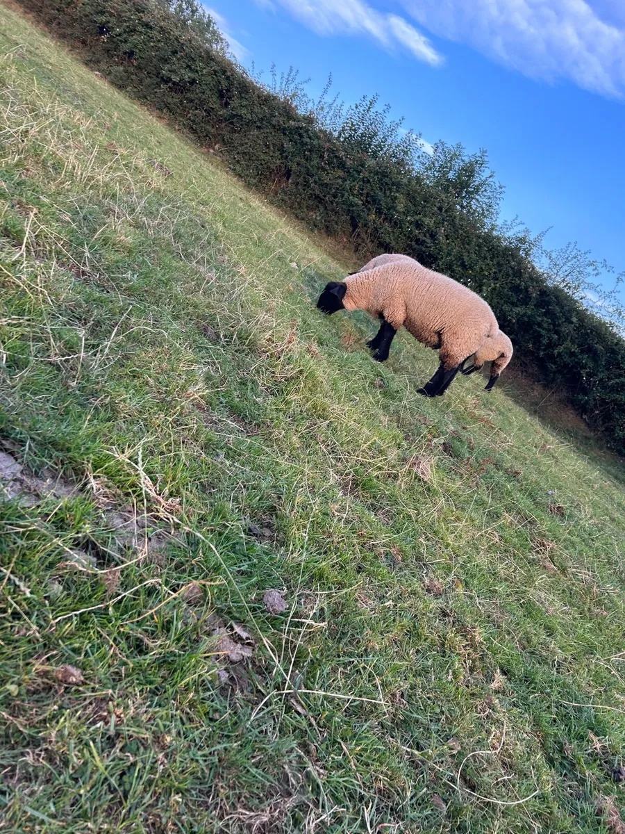 PB Suffolk Ewe Lambs - Image 3