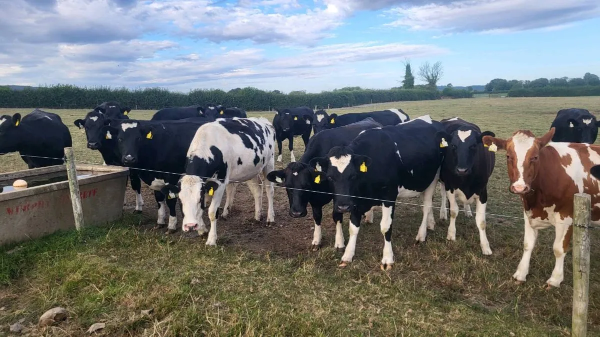 In-Calf Friesian Heifers - Image 1
