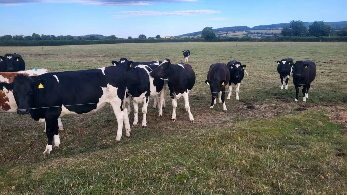 In-Calf Friesian Heifers - Image 2