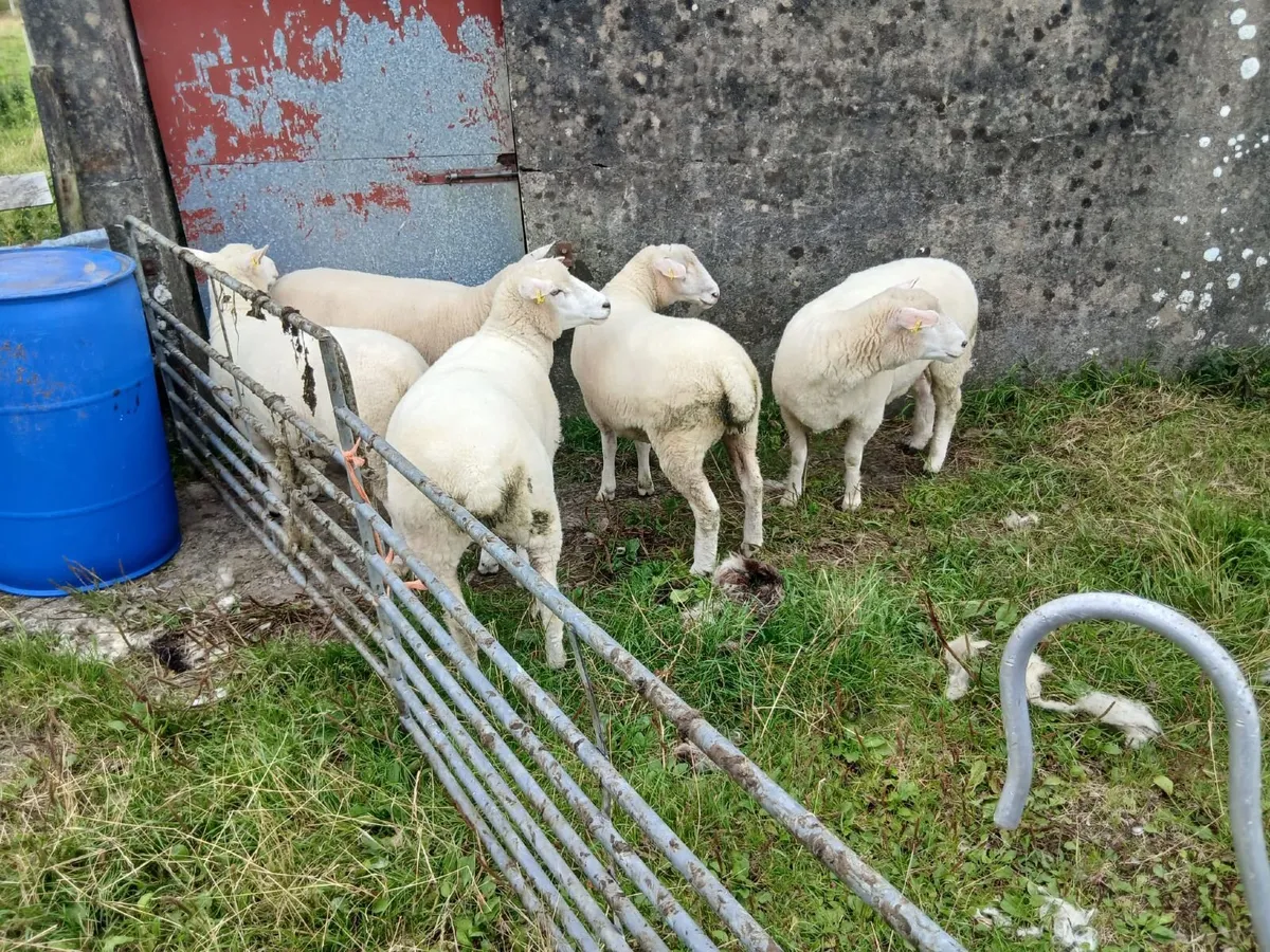 5 PBNR Galway hoggets - Image 4