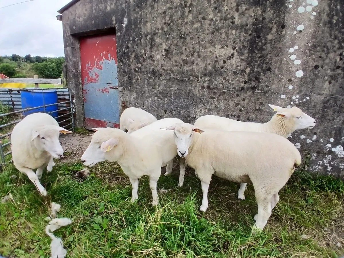 5 PBNR Galway hoggets - Image 3
