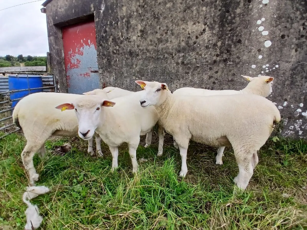 5 PBNR Galway hoggets - Image 2