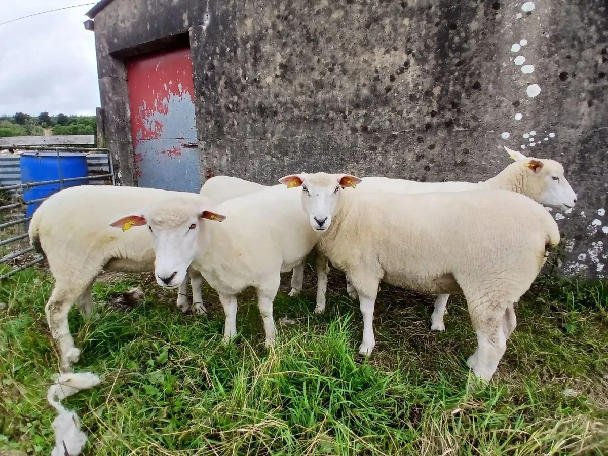 5 PBNR Galway hoggets - Image 1
