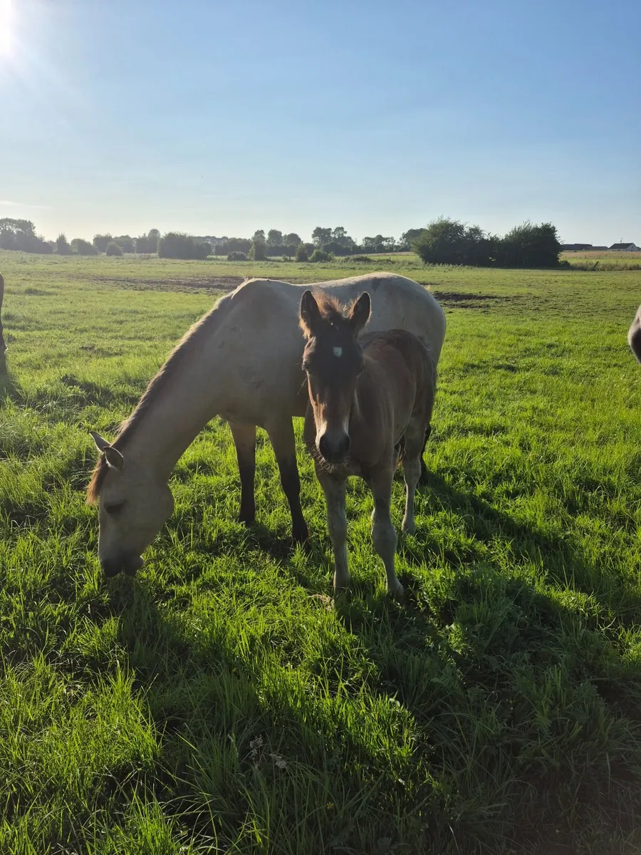 Youngstock foals to 5yr olds - Image 2