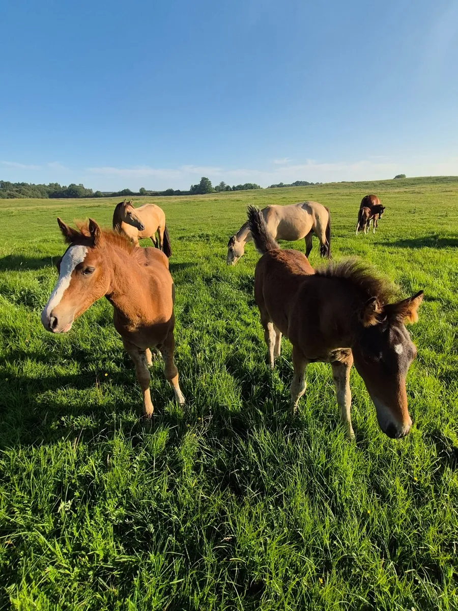 Youngstock foals to 5yr olds - Image 4